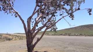 Shoe Tree California Highway 395 Northwest of Reno [upl. by Notlrahc]