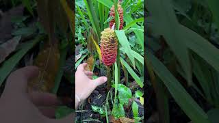 Flower of the shampoo plant  shampoo ginger healthylifestyle healthy nature healthy [upl. by Rihaz]