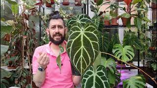 Anthurium Crystallinum care and storytime [upl. by Dru]