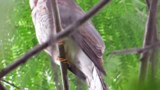 Common Hawk Cuckoo AKA Brain fever bird calling [upl. by Birchard]