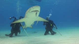 Shark diving Bahamas [upl. by Leiva10]