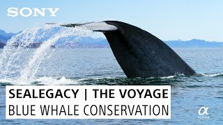 Blue Whale Photography Iconic Animals amp Conservation on SeaLegacy  The Voyage [upl. by Arahsak]