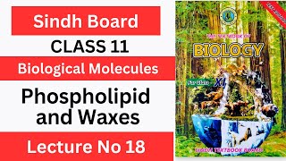 Phospholipids and Waxes Class 11 Chp1 Biological Molecules  Sindh text book board [upl. by Anitteb892]