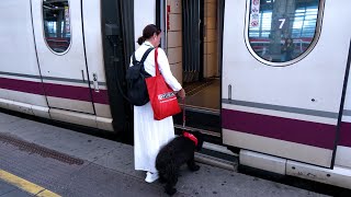 Los perros de hasta 40 kilos podrán viajar en RENFE a nuevos destinos [upl. by Atcliffe]