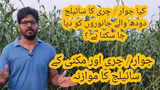 jawaar aur makai Ka silage II Sorghum and corn silage I Comparison of Corn Silage and sorghum silage [upl. by Ahsenwahs607]