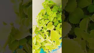 carom seeds plant trending plant trendingshorts explorepage viralvideo [upl. by Lodnar]