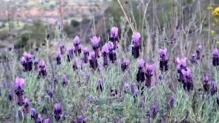 Lavandula stoechas L  Cyprus [upl. by Maudie103]