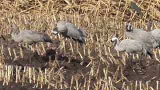 Common Crane Diepholz Germany Kraanvogel Diepholz Duitsland [upl. by Alomeda]