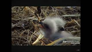 Morning Feeding For Newly Hatched Eaglets at Decorah North Nest 03272024 exploreorg [upl. by Genesa761]