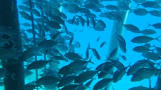 Kandolhu Island  Maldives  Snorkeling under the jetty [upl. by Bartosch145]