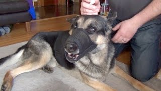 Aggressive German Shepherd Using Eye Drops [upl. by Adaval373]