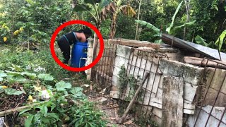 Jamaican Backyard FarmJamaica Vlog [upl. by Repip]