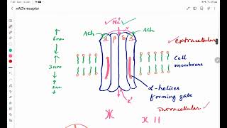 Nicotinic Acetylcholine Receptor [upl. by Ajim]