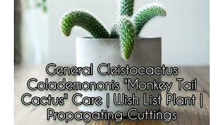 Cleistocactus Colademononis quotMonkey Tail Cactusquot Care  Wish List Plant  Propagating Cuttings [upl. by Washko]