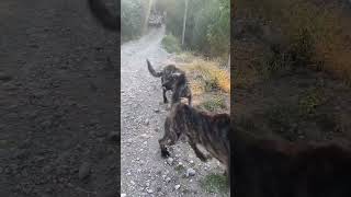 KENDİ KÖPEKLERİM BANA SALDIRDI ÇAPARLAR dog kangal anadoluçobanköpeği çapar köpekreşo [upl. by Jeuz]