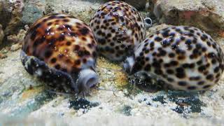 Cypraea tigris Tigerschnecke oder Porzellanschnecke [upl. by Alva]