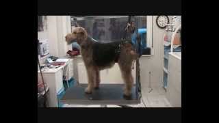 TRIMMING AIREDALE TERRIER [upl. by Peyton]