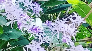 How to propagate Petrea VolubilisSandpaper vine  Success [upl. by Deana]