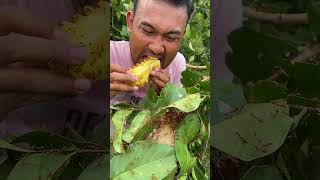 Weaver ants and pineapple vs man [upl. by Eilis805]