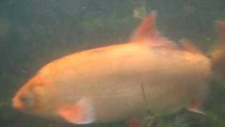 My huge adult Golden ide in a Pond  Goldorfe im Teich 22 [upl. by Fermin]