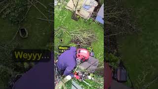 Arborist at work Sycamore tree removal uk tree surgeon arborist treework treesurgeon [upl. by Azmah]