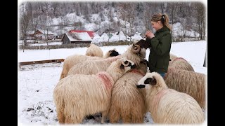 Crestera animalelor in ferma fam Calina din Jiet nare sărbătoare e sacrificiu şi sudoare [upl. by Zigmund]