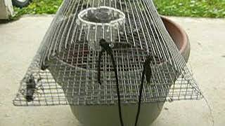 Best Crayfish 12quot Wire Mesh Trap youve ever seen Cheap and Simple [upl. by Jacintha973]