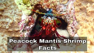 Peacock Mantis Shrimp  Facts [upl. by Idnil]