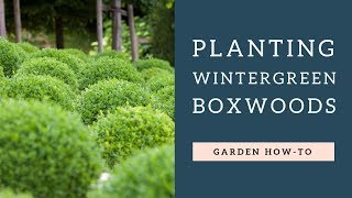 Planting Wintergreen Boxwoods [upl. by Mellisent]