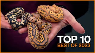 Top 10 BEST Ball Pythons of 2023  Hetflix 226 [upl. by Trebled]