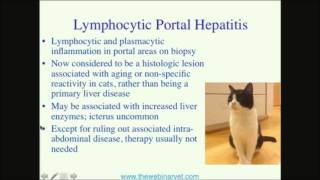 Feline Cholangitis — An Overlooked Disease [upl. by Neehahs]