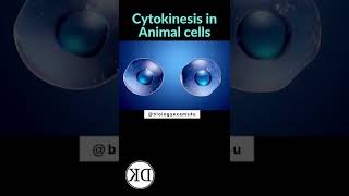 Cytokinesis in Animal Cells Animation [upl. by Acira]