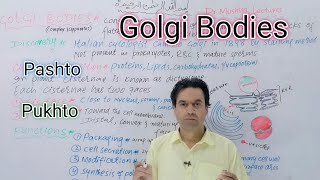 Golgi Bodies  Golgi Apparatus  Golgi Complex  Class 11  Biology  Dr Mushtaq Pashto [upl. by Silin]