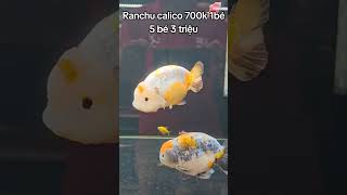 Ranchu calico 700🌾 1bé 5 bé 3 triệu [upl. by Farand]