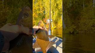 🎣🔥Catch More Catfish Live Bait TacticsThat Work catfishing bigcatfish fishing catfish [upl. by Nylitak30]