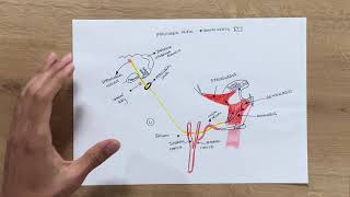 Hypoglossal Nerve  Cranial Nerve 12  Anatomy Lesson [upl. by Nylorak]