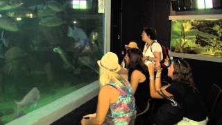 Merimbula Wharf Aquarium and Restaurant by Grasshopper Travel [upl. by Eiroc434]