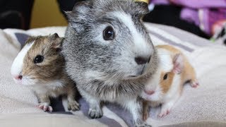 Meerschweinchen Babys von Trüffel  Die Meeries [upl. by Akined]