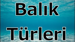 Balık Türleri ve İsimleriAFANGUS [upl. by Annawyt]