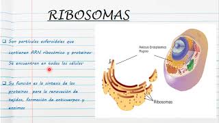 CITOPLASMA Y ORGANELOS CELULARES [upl. by Tala]