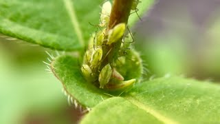 Aphids on Honeyberry  A Good Thing  Haskap [upl. by Serge]