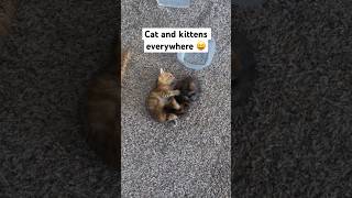 Cats everywhere fyp asmr catasmr bengalkitty catmeow animalmeow asmrcats [upl. by Ginelle]