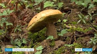 A la recherche des cèpes dans les bois de Carlux [upl. by Yedoc]