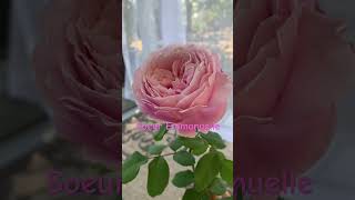 Soeur Emmanuelle or Sister Emmanuelle Strong fragrance Pink roses flowers rosegardens [upl. by Nayhr]