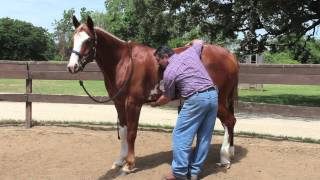 Equine Ulcer Diagnosis by Mark DePaolo DVM [upl. by Airasor]