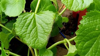 Broad Leaf Thyme  Cuban Oregano  UK [upl. by Natalia]