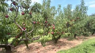 Picking My Own Nectarines in Baughers Orchards amp Farm [upl. by Ostraw]