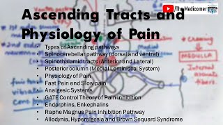 Ascending tracts Physiology of Pain Brown Sequard Syndrome [upl. by Imer]