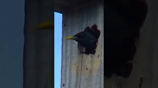 European Starling Busy Feeding its Babies shorts [upl. by Itsirhc]