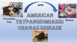 Chagas disease I Trypanosoma cruzi I American trypanosomiasis I Reduviid bug I Triatomine bug I [upl. by Aliet]